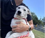 Small #2 Labrador Retriever Mix