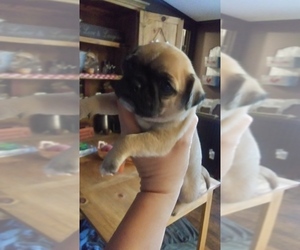 Frenchie Pug Puppy for sale in NEW WAVERLY, TX, USA