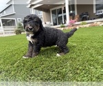 Puppy Apollo Bernedoodle
