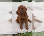 Small Photo #4 Irish Doodle Puppy For Sale in GOSHEN, IN, USA