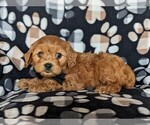 Small #3 Cavapoo