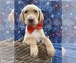 Small Photo #26 Labrador Retriever Puppy For Sale in ALAFAYA, FL, USA