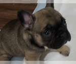 Small Photo #5 French Bulldog Puppy For Sale in WARREN, MI, USA