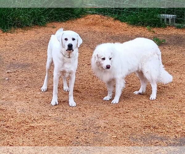 Medium Photo #6 Great Pyrenees Puppy For Sale in Bountiful, UT, USA