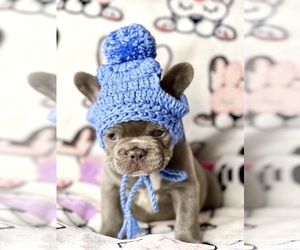 French Bulldog Puppy for sale in OJAI, CA, USA