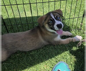 Labrador Retriever-Unknown Mix Dogs for adoption in San Diego, CA, USA