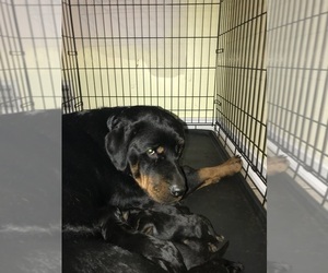 Mother of the Rottweiler puppies born on 06/12/2025