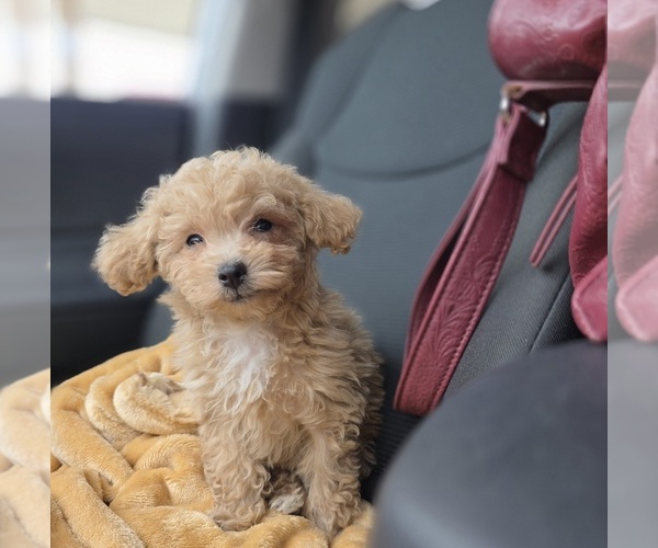 Medium Photo #42 Poodle (Toy) Puppy For Sale in DYERSBURG, TN, USA
