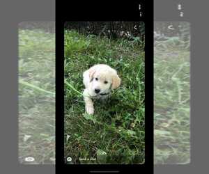 Labradoodle Puppy for sale in MELROSE PARK, IL, USA