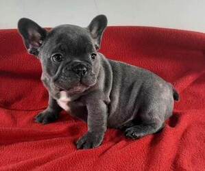 French Bulldog Puppy for sale in HOUSTON, TX, USA