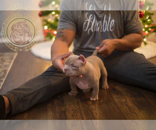 Medium Photo #1 American Bully Puppy For Sale in PORTAGE, IN, USA