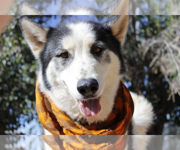 Medium Photo #2 Siberian Husky Puppy For Sale in Cedar Crest, NM, USA