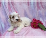 Small #8 Cavapoo (Miniature)