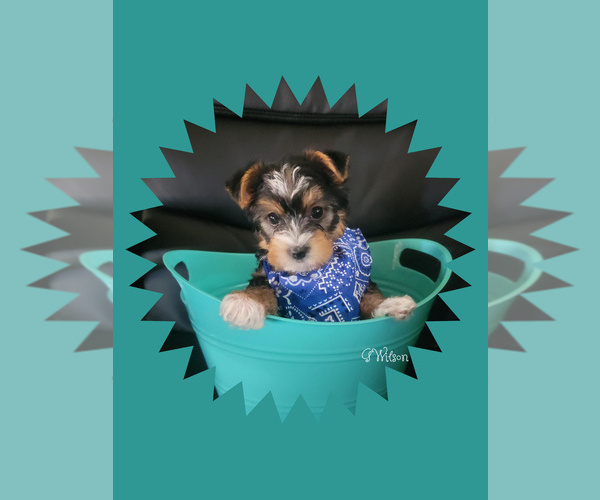 Medium Photo #4 Yorkshire Terrier Puppy For Sale in CLAREMORE, OK, USA
