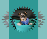Small Photo #4 Yorkshire Terrier Puppy For Sale in CLAREMORE, OK, USA