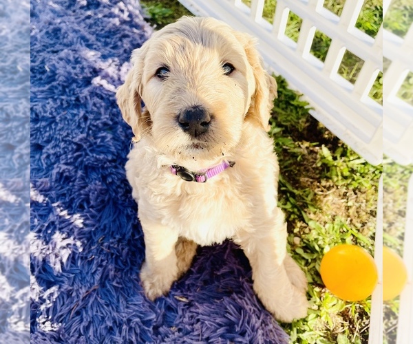 Medium Photo #2 Goldendoodle Puppy For Sale in TENINO, WA, USA
