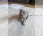Small #2 American Bully