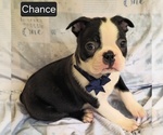 Small #7 Boston Terrier