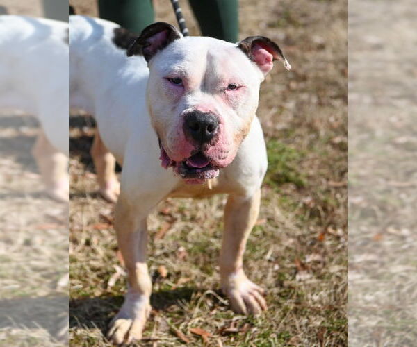 Medium Photo #4 Mutt Puppy For Sale in Glen Allen, VA, USA