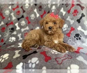 Poodle (Miniature) Puppy for sale in LAKELAND, FL, USA