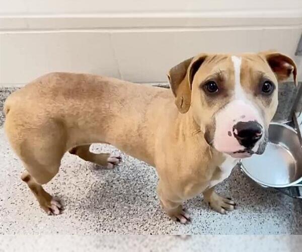 Medium Photo #2 Mutt Puppy For Sale in Houston, TX, USA