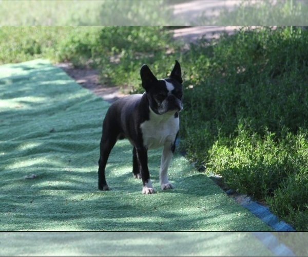 Medium Photo #1 Boston Terrier Puppy For Sale in HENNING, MN, USA