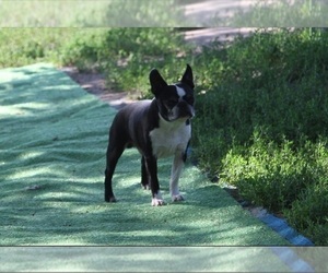 Father of the Boston Terrier puppies born on 04/28/2025