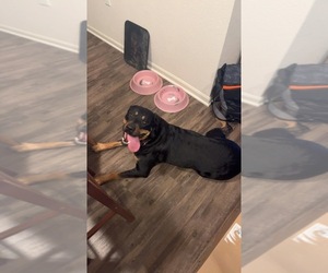 Rottweiler Dogs for adoption in OLATHE, KS, USA