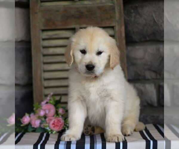 Medium Photo #4 Golden Retriever Puppy For Sale in LITITZ, PA, USA