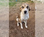 Small #4 Australian Shepherd-Great Dane Mix