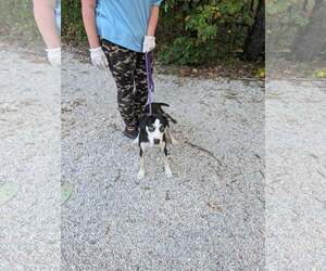 Venus - Female Siberian Husky Dog for Adoption - Photo #4
