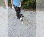 Small Photo #4 Siberian Husky Puppy For Sale in Frenchburg, KY, USA