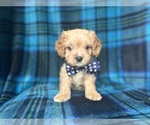 Small #7 Cavapoo