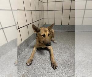 German Shepherd Dog-Unknown Mix Dogs for adoption in Pasadena, TX, USA