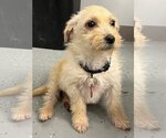 Small Photo #2 ShiChi Puppy For Sale in Wakefield, RI, USA