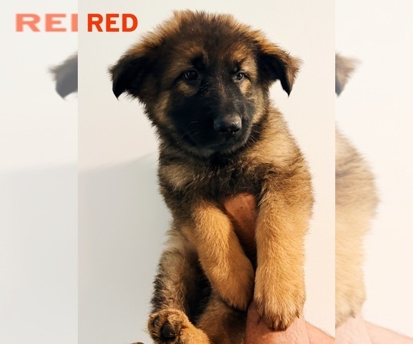 Medium Photo #2 German Shepherd Dog Puppy For Sale in CULLEOKA, TN, USA