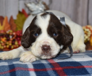 English Springer Spaniel Puppy for sale in EAST PALESTINE, OH, USA