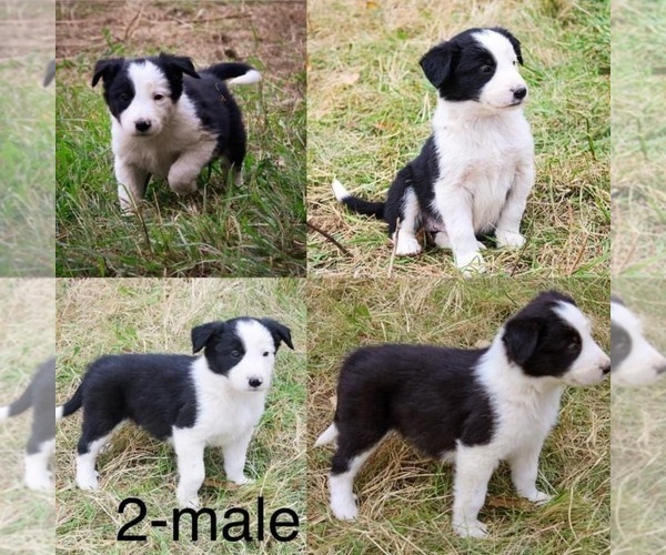 Medium Photo #1 Border Collie Puppy For Sale in BLAIR, WI, USA