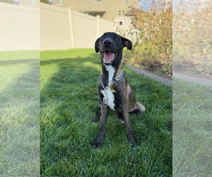 Mutt Dogs for adoption in Sandy, UT, USA