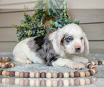 Small Photo #4 Cocker Spaniel Puppy For Sale in SEAMAN, OH, USA