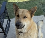 Small Photo #1 German Shepherd Dog-Wolf Hybrid Mix Puppy For Sale in HAMILTON, TX, USA
