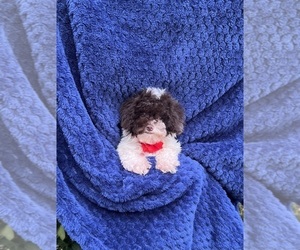 Poodle (Toy) Puppy for sale in JEFFERSONVILLE, IN, USA