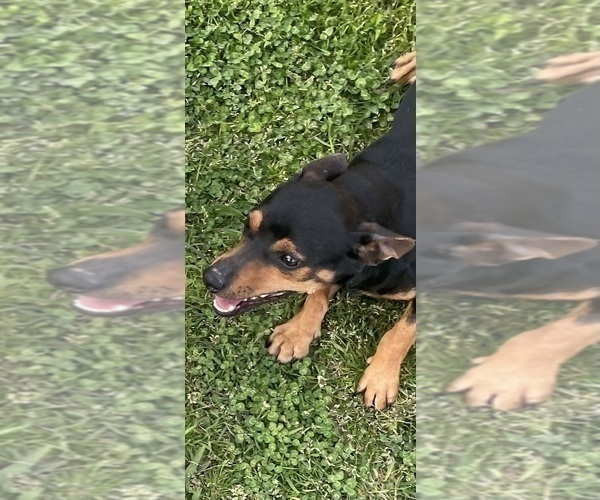 Medium Photo #1 Rat Terrier Puppy For Sale in WHITAKERS, NC, USA