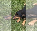 Small Photo #1 Rat Terrier Puppy For Sale in WHITAKERS, NC, USA