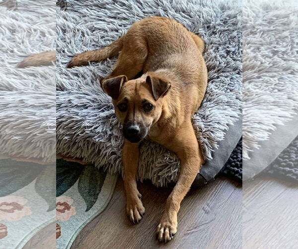 Medium Photo #11 Chihuahua-Unknown Mix Puppy For Sale in Minneapolis, MN, USA