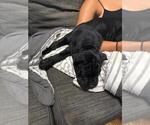 Small #3 Cane Corso