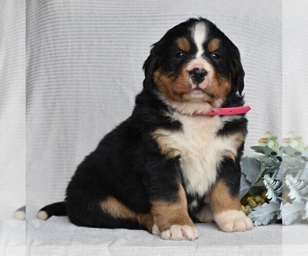 Medium Photo #2 Bernese Mountain Dog Puppy For Sale in MILLERSTOWN, PA, USA