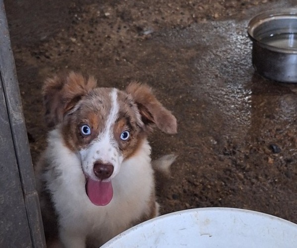 Medium Photo #2 Miniature Australian Shepherd Puppy For Sale in FAIRVIEW, SD, USA