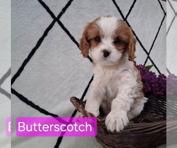 Medium Photo #2 Cavapoo (Miniature) Puppy For Sale in STANLEY, WI, USA