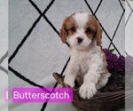 Small #1 Cavapoo (Miniature)